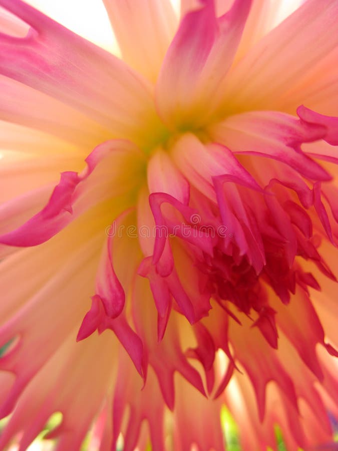 Het Hart van de bloem Het Hart van de bloem