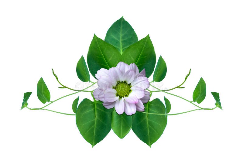 Het hart vormde groene bladeren verdraaide die de wildernisinstallatie van wijnstokkenliana op witte achtergrond wordt geïsoleerd vector illustratie Het hart vormde groene bladeren verdraaide die de wildernisinstallatie van wijnstokkenliana op witte achtergrond wordt geïsoleerd vector illustratie