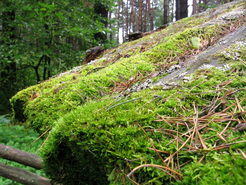 Het heldergroene mos behandelde oude login het bos stock foto's Het heldergroene mos behandelde oude login het bos stock foto's