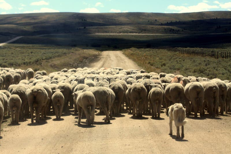 Het Hoeden van de hond Schapen royalty-vrije stock afbeelding Het Hoeden van de hond Schapen royalty-vrije stock afbeelding