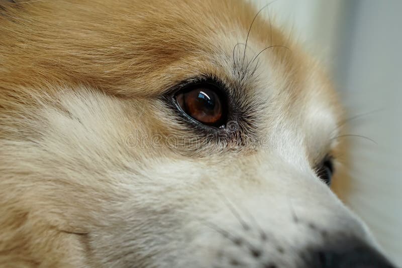 Het hoofd en de ogen van honden Zijn bont zijn bruin en wit Het is verstrooid stock foto Het hoofd en de ogen van honden Zijn bont zijn bruin en wit Het is verstrooid stock foto