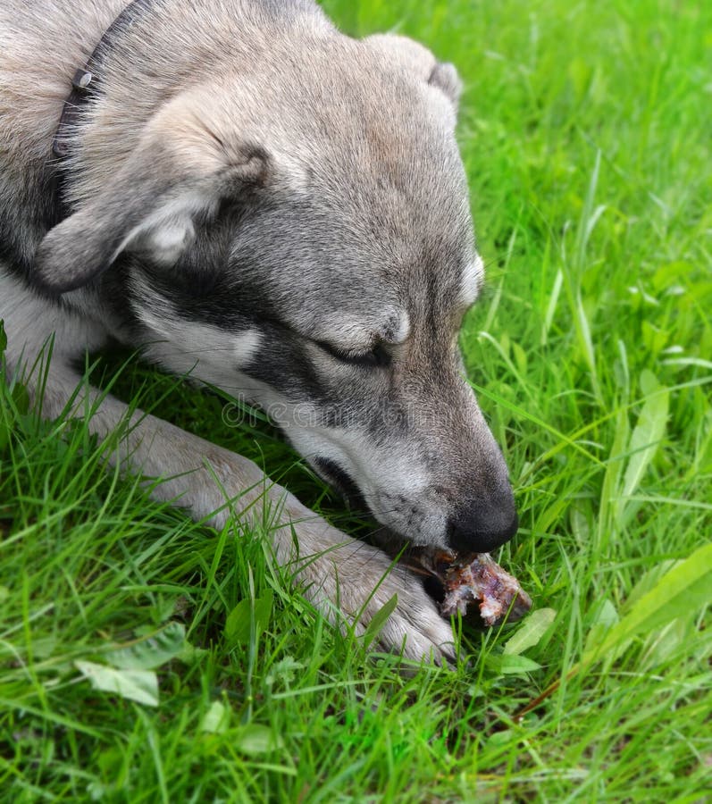 Het hoofd van de hond die aan een been knagen stock fotografie Het hoofd van de hond die aan een been knagen stock fotografie