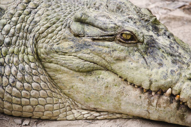 Close up of side view of crocodile in Australia. Close up of side view of crocodile in Australia.