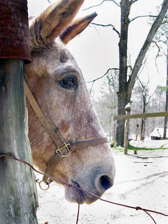 Het Hoofd van de muilezel royalty-vrije stock foto Het Hoofd van de muilezel royalty-vrije stock foto