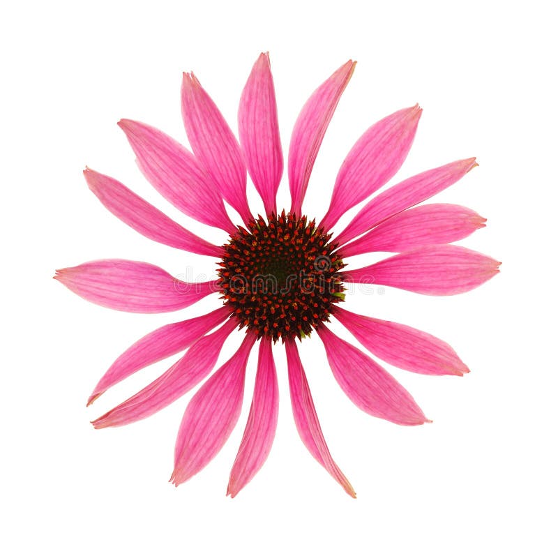 Het hoofd van de purpureabloem van Echinacea dat op wit wordt geïsoleerd royalty-vrije stock foto's Het hoofd van de purpureabloem van Echinacea dat op wit wordt geïsoleerd royalty-vrije stock foto's