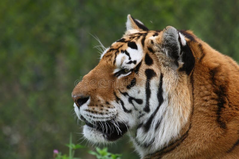 Het hoofd van de tijger stock foto