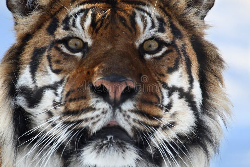 Tijgerkop royalty-vrije stock fotografie
