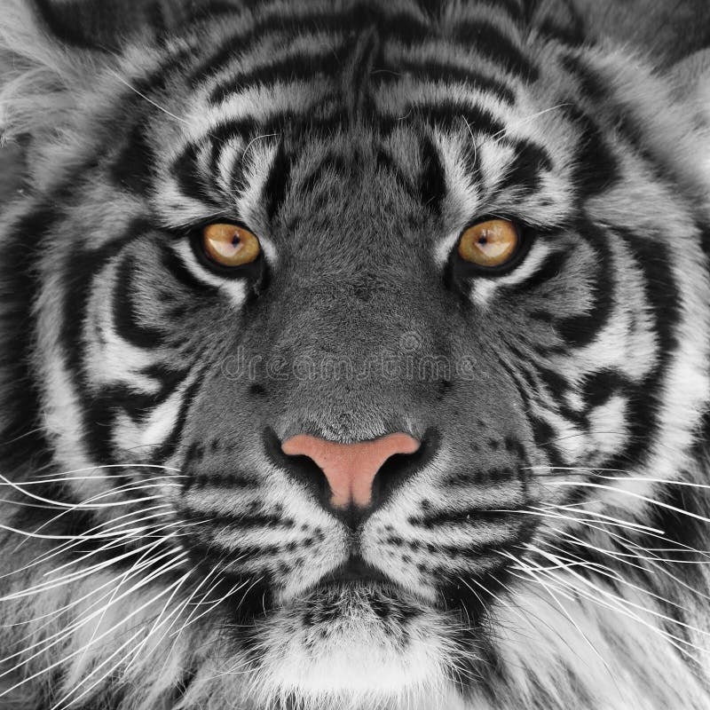 Tijgerhoofd stock foto's