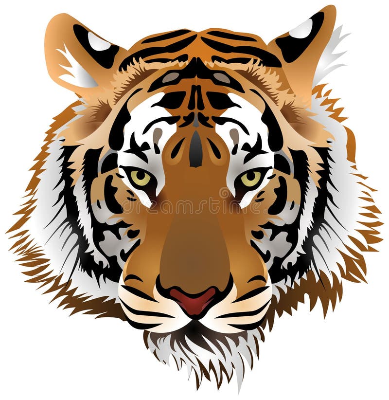 Het hoofd van de tijger