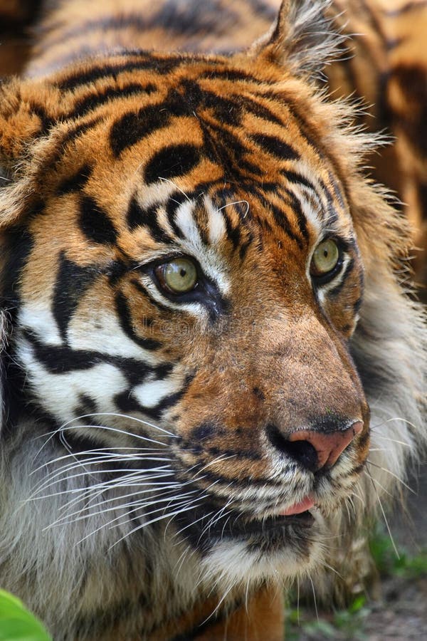 Tijgerkop royalty-vrije stock fotografie