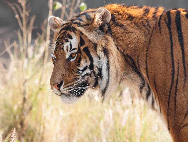 Tijgerkop van opzij royalty-vrije stock fotografie