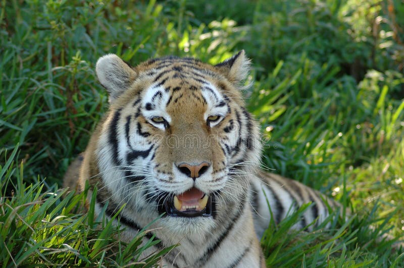 Portret van een Tijgerkop royalty-vrije stock afbeeldingen