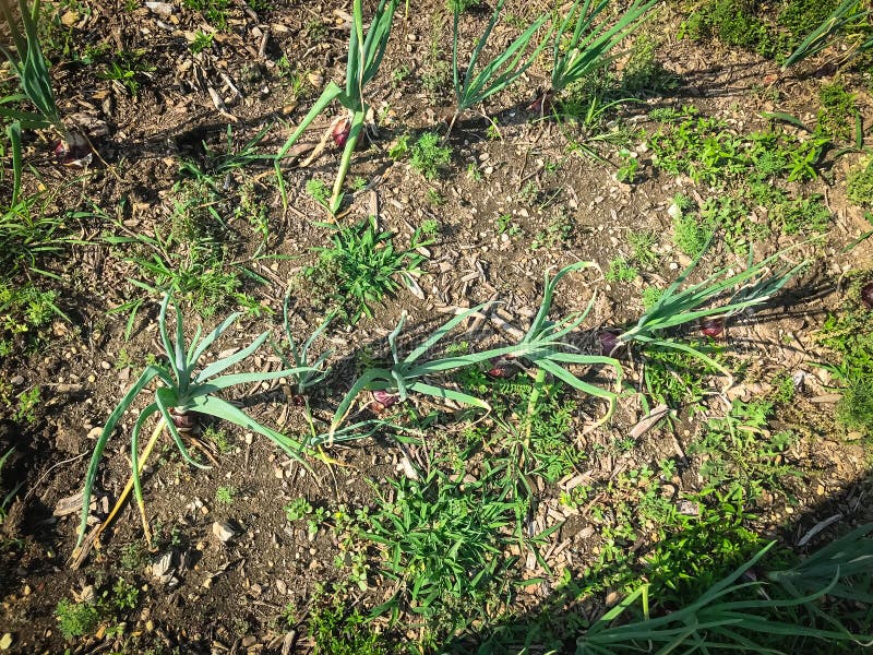 Het hoogste de bollenrij van de menings organische rode ui groeien bij flardtuin in Amerika stock foto's Het hoogste de bollenrij van de menings organische rode ui groeien bij flardtuin in Amerika stock foto's