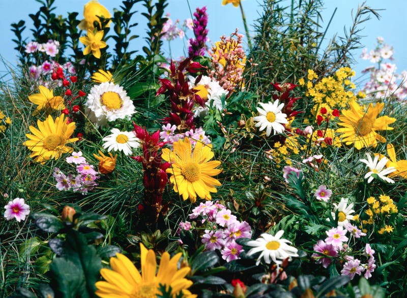 Het hoogtepunt van de weide van bloemen royalty-vrije stock fotografie Het hoogtepunt van de weide van bloemen royalty-vrije stock fotografie