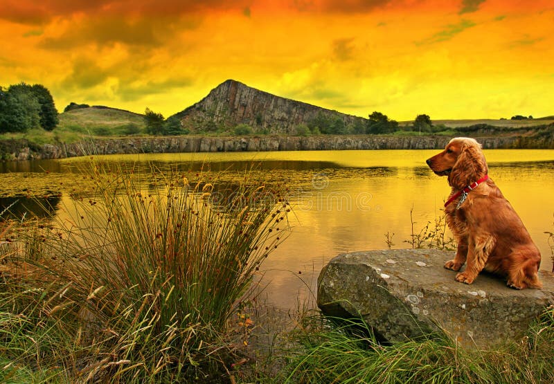 Sunset watch, Golden Cocker Spaniel on lakeside rock as the sun sets with The Roman Wall in background in Northumberland England. Sunset watch, Golden Cocker Spaniel on lakeside rock as the sun sets with The Roman Wall in background in Northumberland England