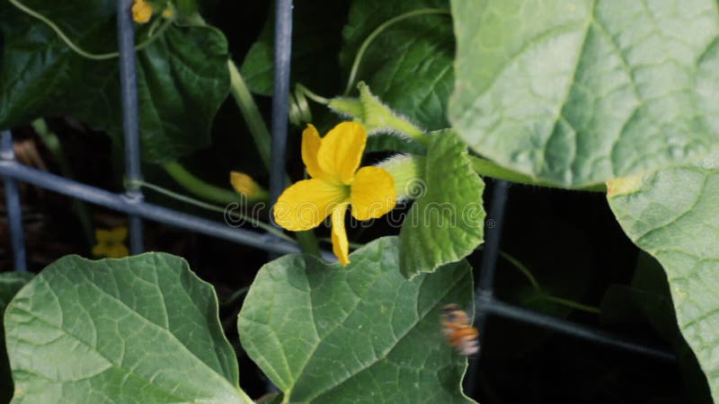 Het houden van een mannelijke kantaloupe bloem naast een vrouwelijke bloem om bestuiving te doen Een bij vliegt in het kader en b