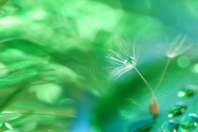 Close-up of dandelion seeds with drop. Close-up of dandelion seeds with drop.