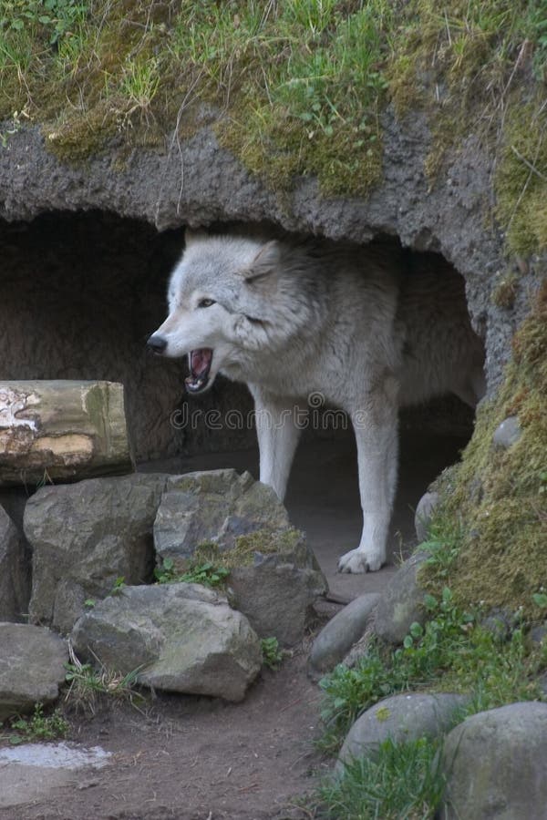 Het huilen van de wolf. royalty-vrije stock afbeeldingen Het huilen van de wolf. royalty-vrije stock afbeeldingen