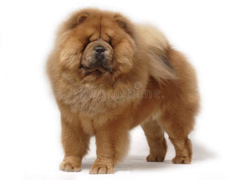 Het huisdierenchow-chow van de hond stock afbeelding Het huisdierenchow-chow van de hond stock afbeelding