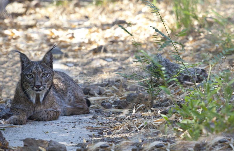 Het Iberische lynx rusten stock afbeeldingen Het Iberische lynx rusten stock afbeeldingen