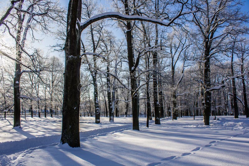 Het ijzige landschap van de ochtendwinter in het park Het landschap van de winter Strenge vorst, sneeuwbomen, zonnig weer Mooi royalty-vrije stock foto's Het ijzige landschap van de ochtendwinter in het park Het landschap van de winter Strenge vorst, sneeuwbomen, zonnig weer Mooi royalty-vrije stock foto's