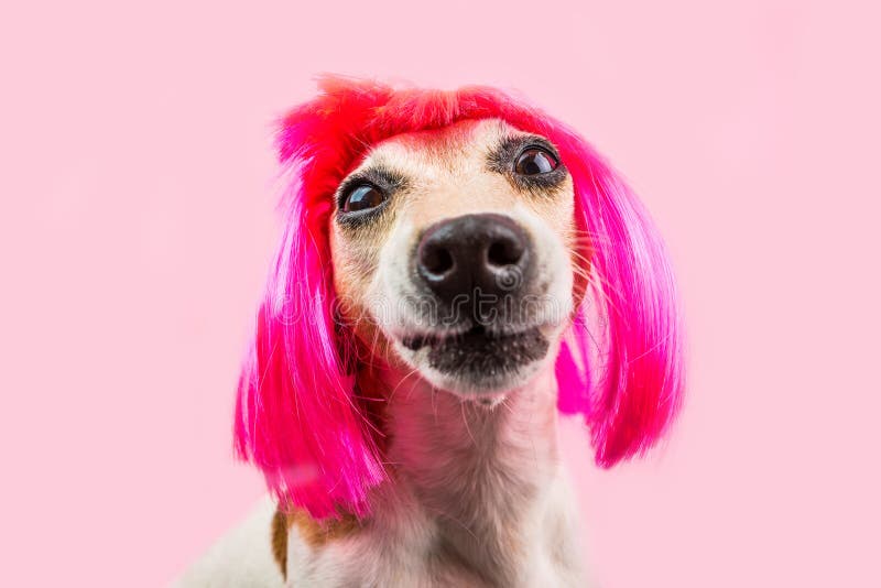 Het imiteren grappige hond in roze pruik royalty-vrije stock foto Het imiteren grappige hond in roze pruik royalty-vrije stock foto