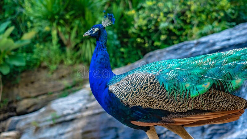 Peacock - peafowl with open tail, beautiful representative exemplar of male peacock in great metallic colors. Peacock - peafowl with open tail, beautiful representative exemplar of male peacock in great metallic colors