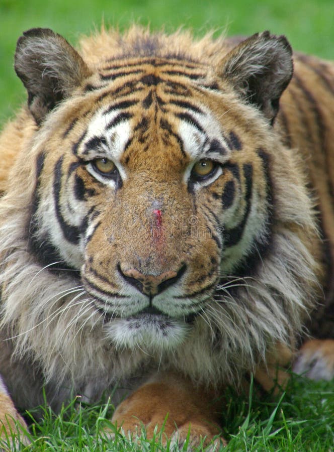 Het Indische Portret van de Tijger stock afbeeldingen Het Indische Portret van de Tijger stock afbeeldingen