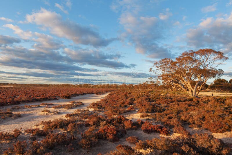 Het inheemse Australische landschap van strandstruiken bij zonsondergang royalty-vrije stock afbeelding Het inheemse Australische landschap van strandstruiken bij zonsondergang royalty-vrije stock afbeelding