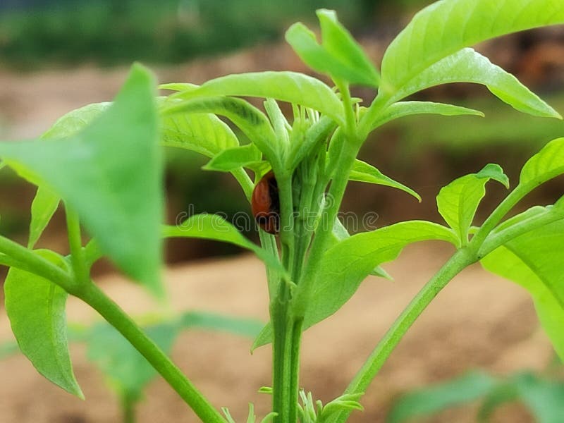 Het insect op de boom royalty-vrije stock afbeelding Het insect op de boom royalty-vrije stock afbeelding
