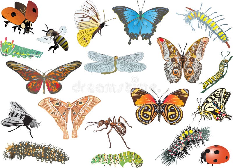 Illustration with color insect collection on white. Illustration with color insect collection on white