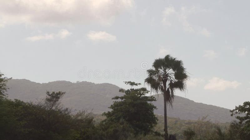 Het Jamaicaanse tropische landschap van het bergplatteland