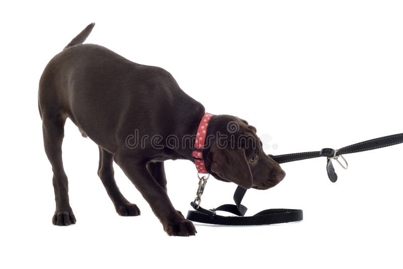 Het Jong van Labrador van de chocolade royalty-vrije stock afbeelding Het Jong van Labrador van de chocolade royalty-vrije stock afbeelding