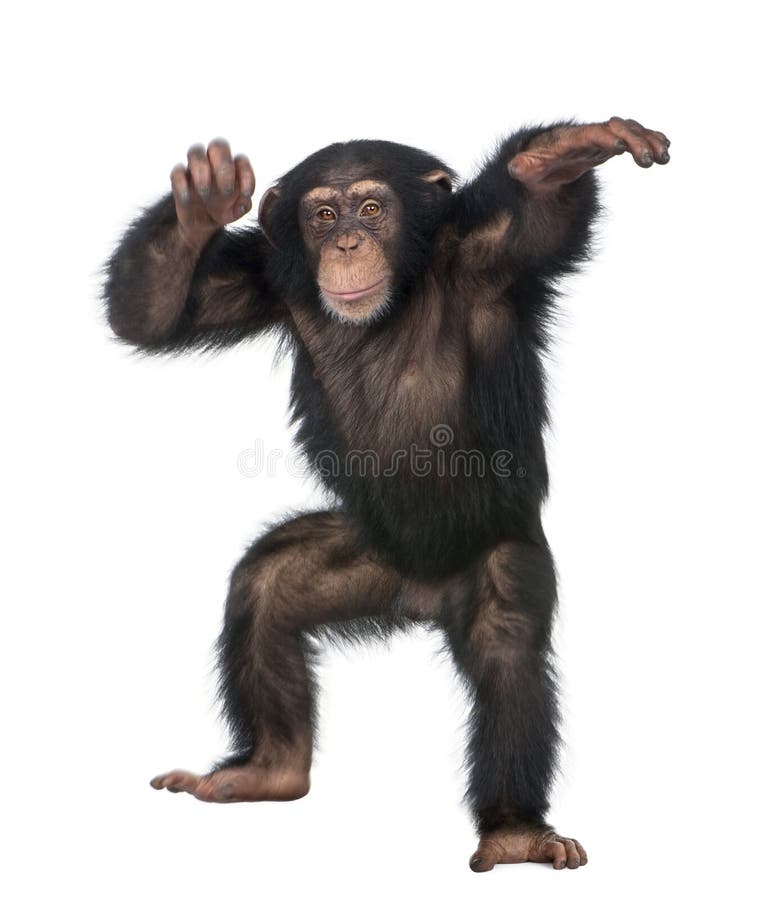 Het jonge dansen van de Chimpansee