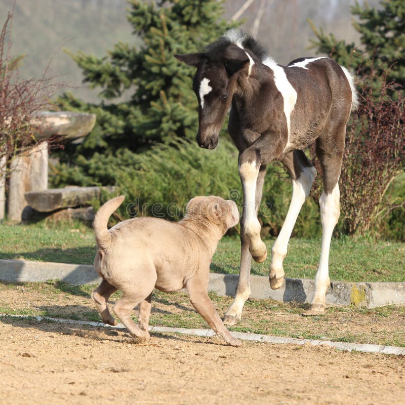 Nice young dog playing with foal outside. Nice young dog playing with foal outside