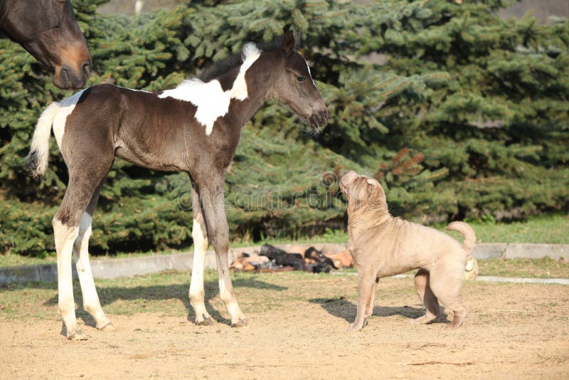 Nice young dog playing with foal outside. Nice young dog playing with foal outside