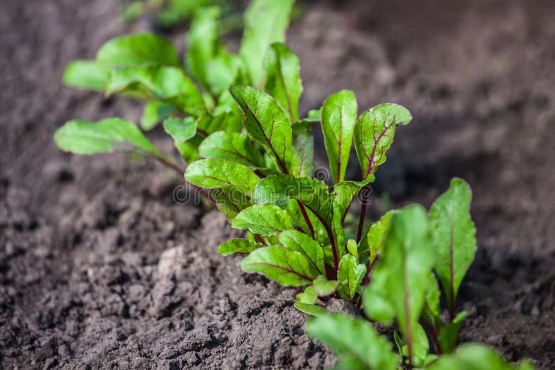 Het jonge, ontsproten biet groeien in open grond vlak bed in de tuin royalty-vrije stock foto Het jonge, ontsproten biet groeien in open grond vlak bed in de tuin royalty-vrije stock foto