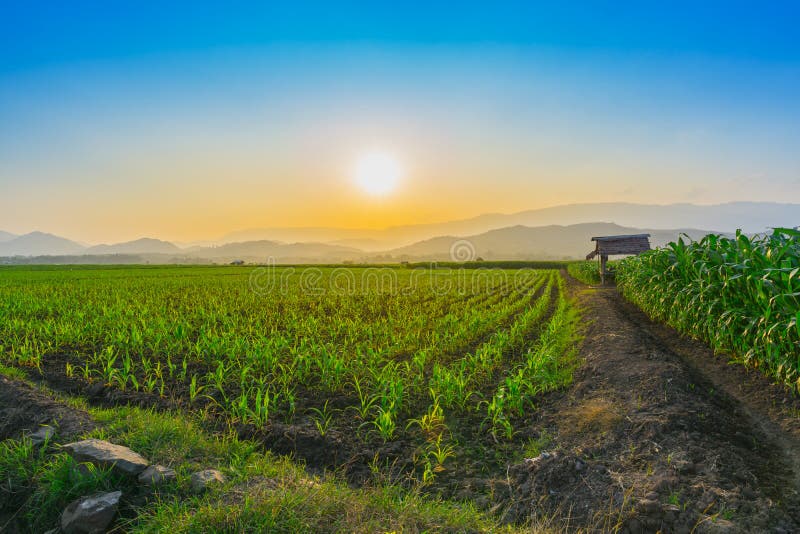 Het jonge zoete maïsgebied bij tuin en het licht van Thailand de landbouw glanst zonsondergang in de avond stock foto Het jonge zoete maïsgebied bij tuin en het licht van Thailand de landbouw glanst zonsondergang in de avond stock foto