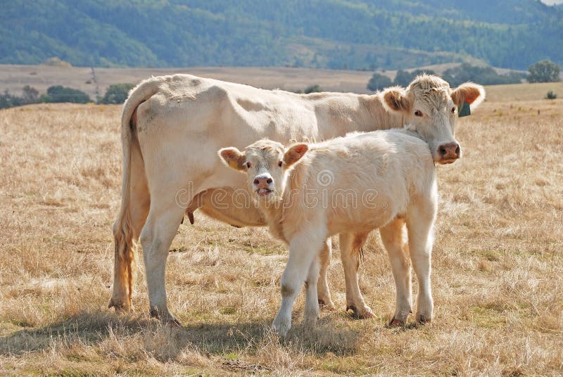 Charolais Kalf stock fotografie