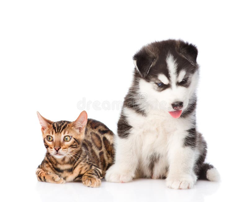 Het katje van Bengalen en Siberisch Schor puppy samen Ge?soleerdj op witte achtergrond stock fotografie Het katje van Bengalen en Siberisch Schor puppy samen Ge?soleerdj op witte achtergrond stock fotografie