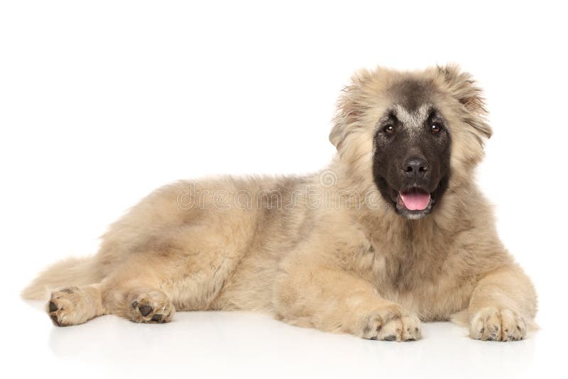 Kaucasische Herdershond pup liggend royalty-vrije stock afbeelding