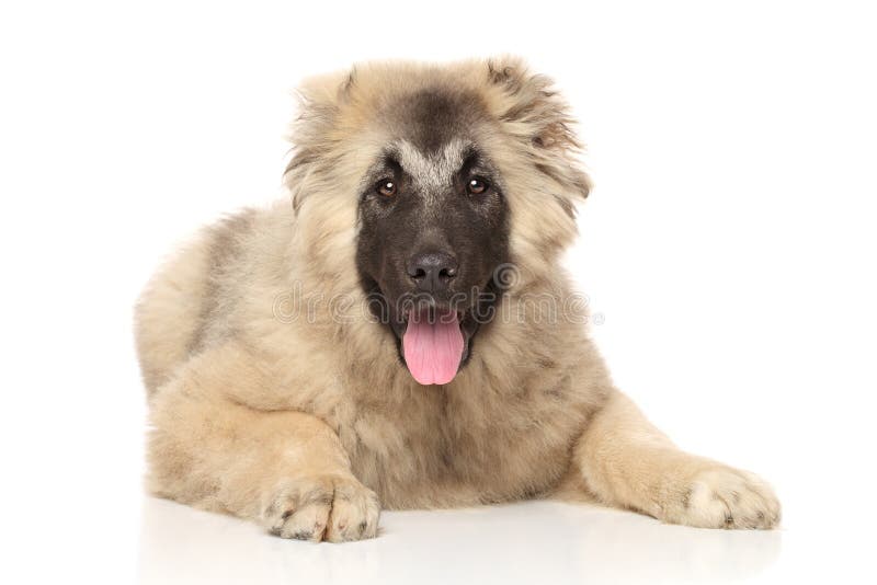 Kaucasische herdershond pup liggend stock foto's