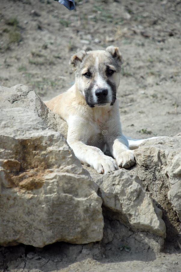 Kaukasische herdershond pup royalty-vrije stock fotografie