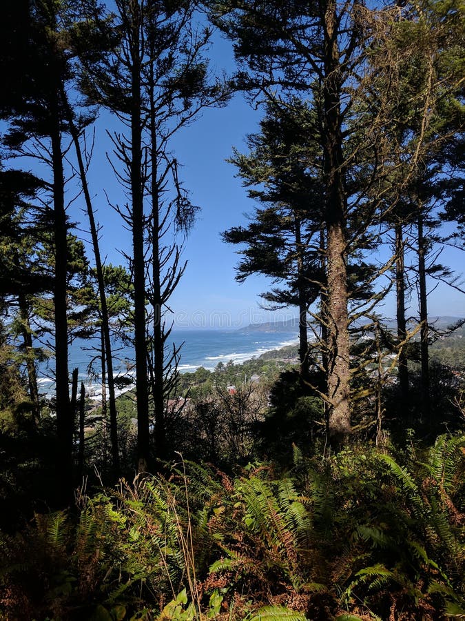 Het kijken neer op de Kust van Oregon door de Bomen royalty-vrije stock foto's Het kijken neer op de Kust van Oregon door de Bomen royalty-vrije stock foto's