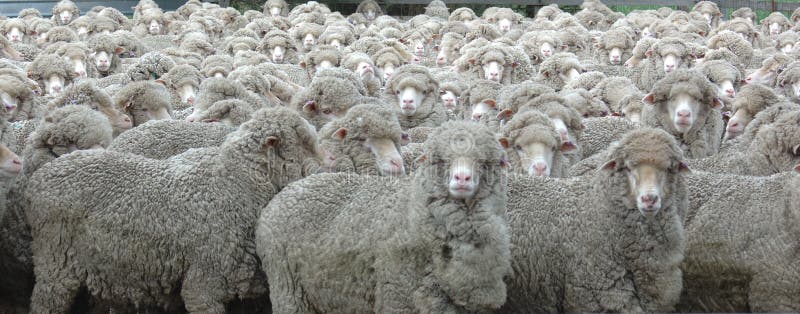 Het kijken van schapen