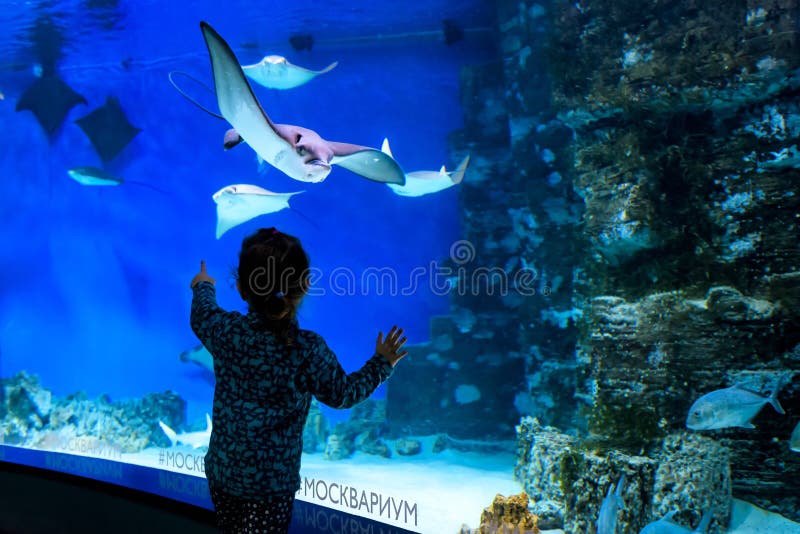 Het kind bekijkt pijlstaartroggen in het grote aquarium stock fotografie Het kind bekijkt pijlstaartroggen in het grote aquarium stock fotografie