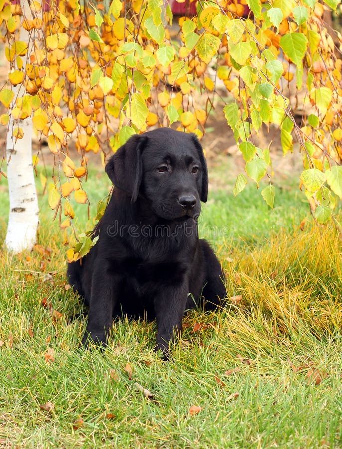 Het kleine aardige zwarte puppy van Labrador in de herfst stock afbeelding Het kleine aardige zwarte puppy van Labrador in de herfst stock afbeelding