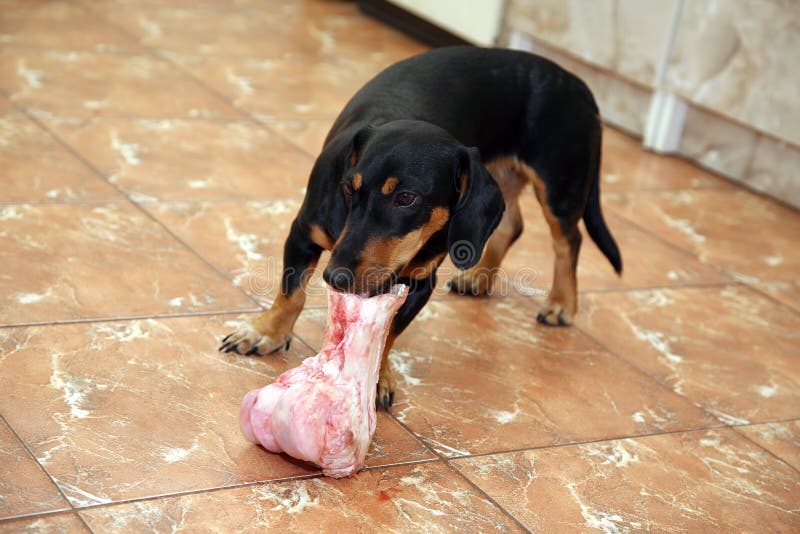 Het kleine hond kauwen op groot been royalty-vrije stock afbeelding Het kleine hond kauwen op groot been royalty-vrije stock afbeelding
