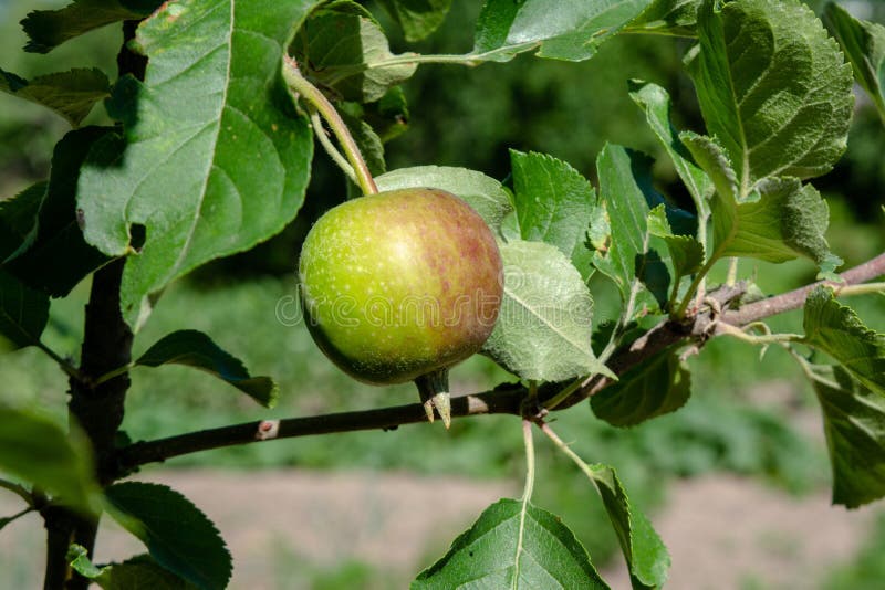 Het kleine verdant groene appel groeien in de tuin stock foto's Het kleine verdant groene appel groeien in de tuin stock foto's