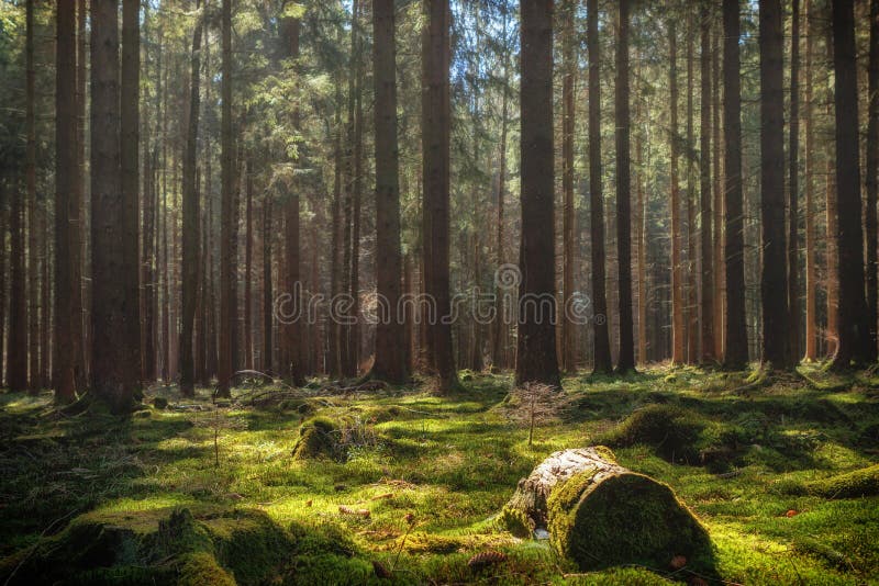 Het kleurrijke bos van de de zomerpijnboom stock afbeelding Het kleurrijke bos van de de zomerpijnboom stock afbeelding